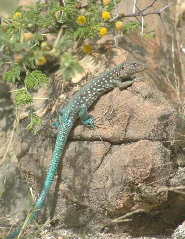 20060118114721   Lizard in Park
